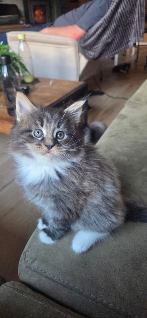 Maine Coon kitten, Kater, Ontwormd, 0 tot 2 jaar