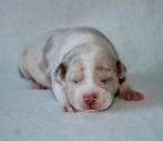 American bully XL-XXL Lilac Choco Tri Color Merle, Parvo, Overige rassen, 8 tot 15 weken, Meerdere