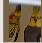 Bewezen koppel valkparkieten, Dieren en Toebehoren, Meerdere dieren, Parkiet, Geringd