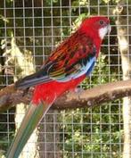 Gevraagd: rosella man 2025, Mannelijk, Parkiet, Geringd