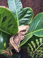 Wimper gekko || Correlophus ciliatus, Overige soorten, Tam, 3 tot 6 jaar