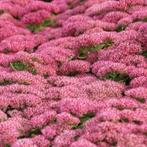 Sedum Herbstfreude in 3 liter pot groot dus., Volle zon, Vaste plant, Herfst, Ophalen