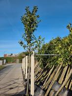 Laurier Prunus Novita lei dak vorm bomen, Tuin en Terras, Planten | Bomen, Ophalen, Halfschaduw, Overige soorten, Lente