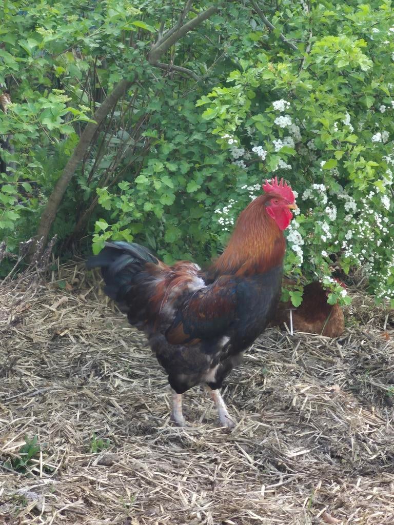 Haan, Mannelijk, Kip