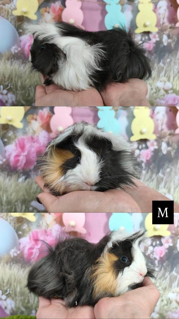 Peruvian beer met ID boekje, gekeurd v. verkoop, Dieren en Toebehoren, Cavia, Mannelijk, Januari, Tam