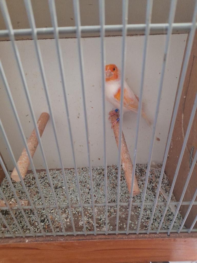 Roodmozaiek man, Dieren en Toebehoren, Mannelijk, Kleurkanarie