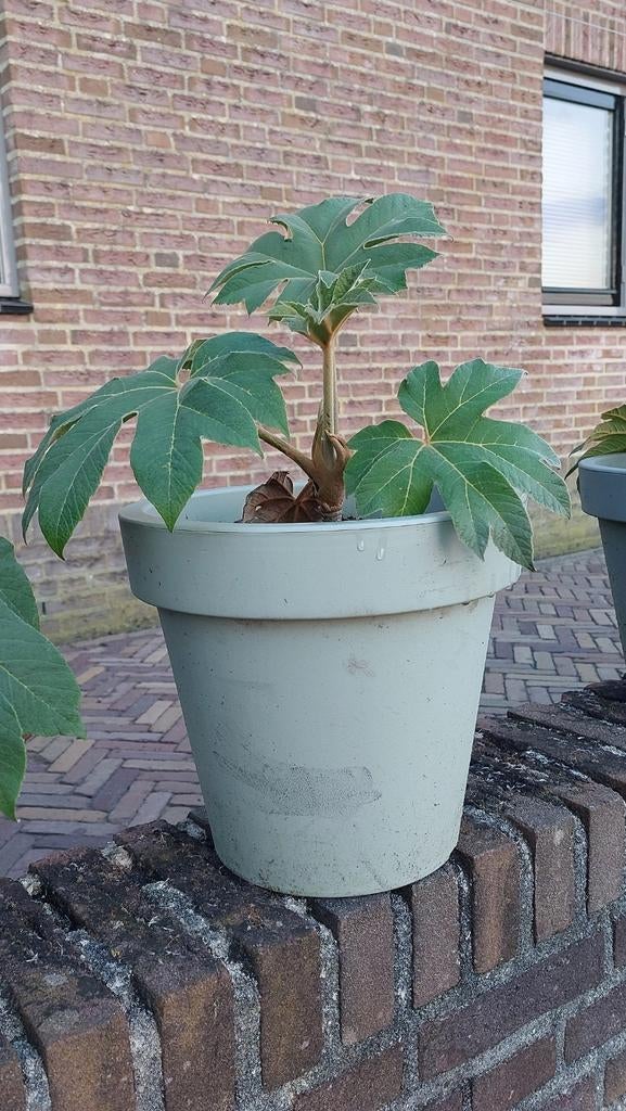 Tetrapanax papyrifer 'Rex'  Rijstpapier plant, Tuin en Terras, Planten | Tuinplanten, Vaste plant, Halfschaduw, Herfst, Ophalen