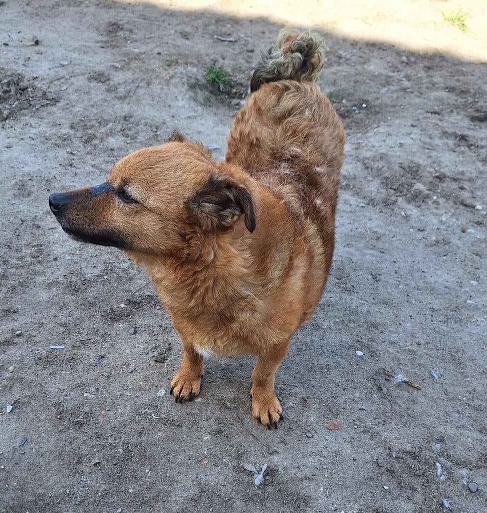 Ter adoptie Bobbi, Dieren en Toebehoren, Particulier, 1 tot 2 jaar, Buitenland, Teef