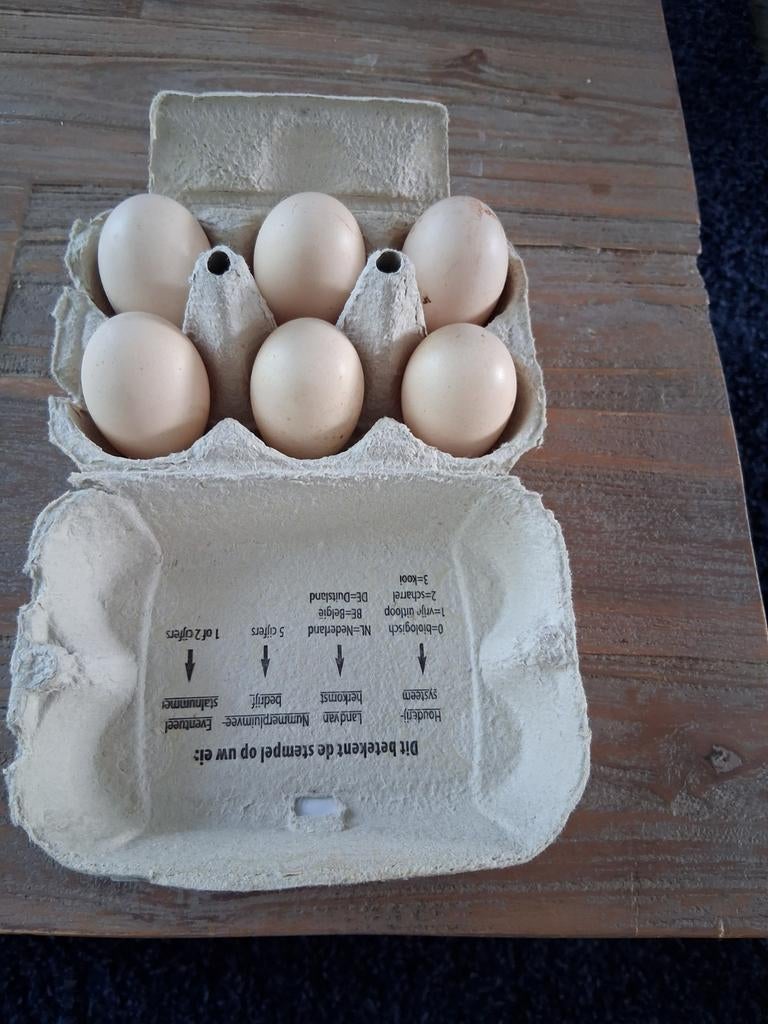 Laatste buff broedeieren, Geslacht onbekend, Kip