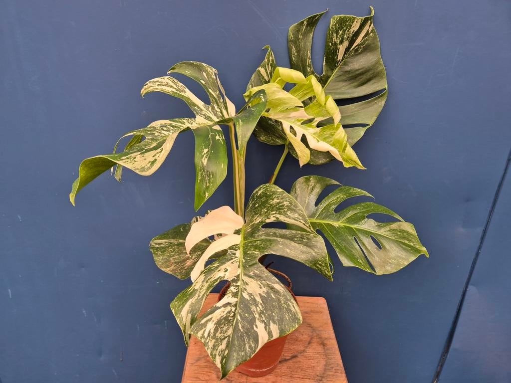 Monstera Deliciosa Variegata p15 (5)