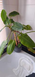 Grote kamerplant - wordt te groot voor de ruimte, Huis en Inrichting, Kamerplanten, Ophalen, Overige soorten, Halfschaduw, In pot