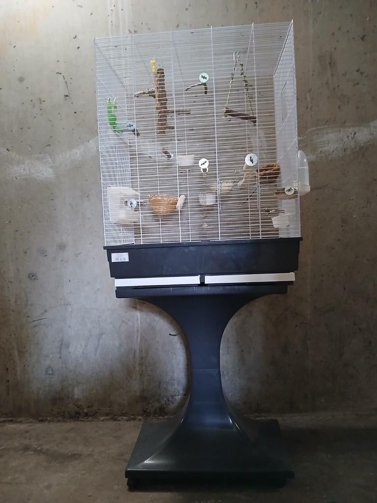 Zaandam, Dieren en Toebehoren, Vogels | Kanaries, Meerdere dieren, Zangkanarie