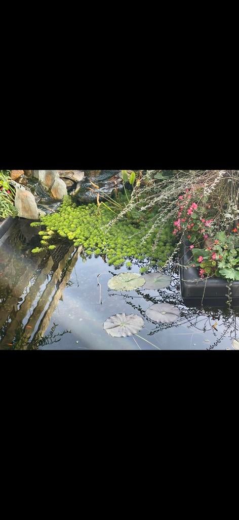 Waterplanten water lelies, Ophalen of Verzenden, Zo goed als nieuw