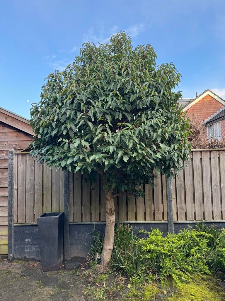 Mooie bolboom voor uw tuin, Tuin en Terras, Planten | Bomen, Bloeit niet, Halfschaduw, 100 tot 250 cm, Ophalen