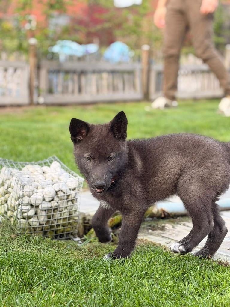Tsjecho-slowaakse x wolfhond reutjes, België, Particulier, 8 tot 15 weken, Parvo
