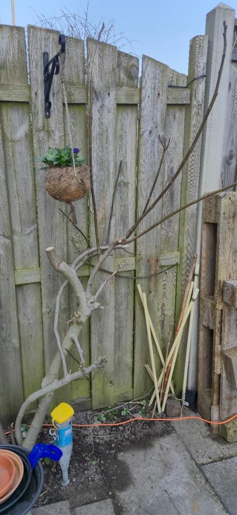 Vijgenboom, Bloeit niet, Overige soorten, 100 tot 250 cm, Ophalen