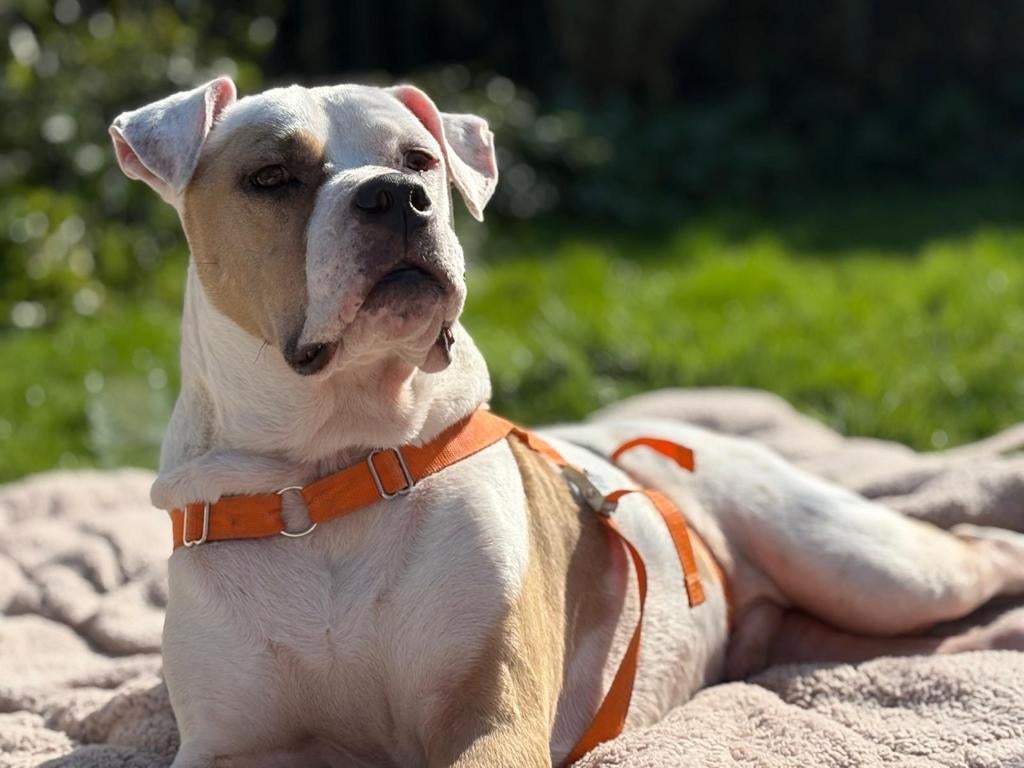 SPOED! August, Amerikaase bulldog. Stichting SPHOEK, Dieren en Toebehoren, Parvo, 6 jaar of ouder, Particulier, Reu