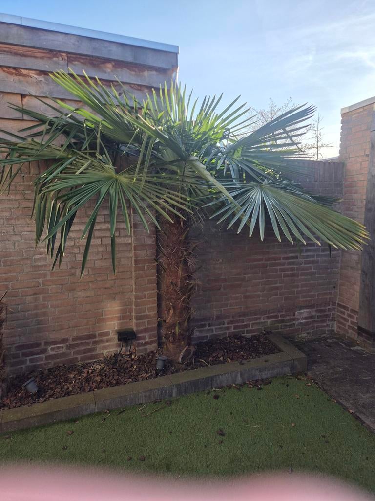 Volwassen en goed onderhouden palmboom (stam 1,5m), Ophalen of Verzenden