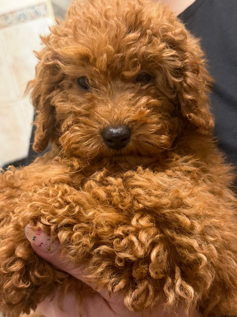 Toy poedel, Dieren en Toebehoren, Honden | Chihuahua's en Gezelschapshonden, Poedel, Parvo, 8 tot 15 weken, Teef