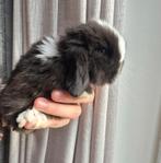 Lieve knappe Minilop konijntjes🩷💙, Meerdere dieren, Dwerg