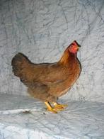 gezocht: broedeieren van Welsumer krielen, Dieren en Toebehoren, Pluimvee, Geslacht onbekend, Kip