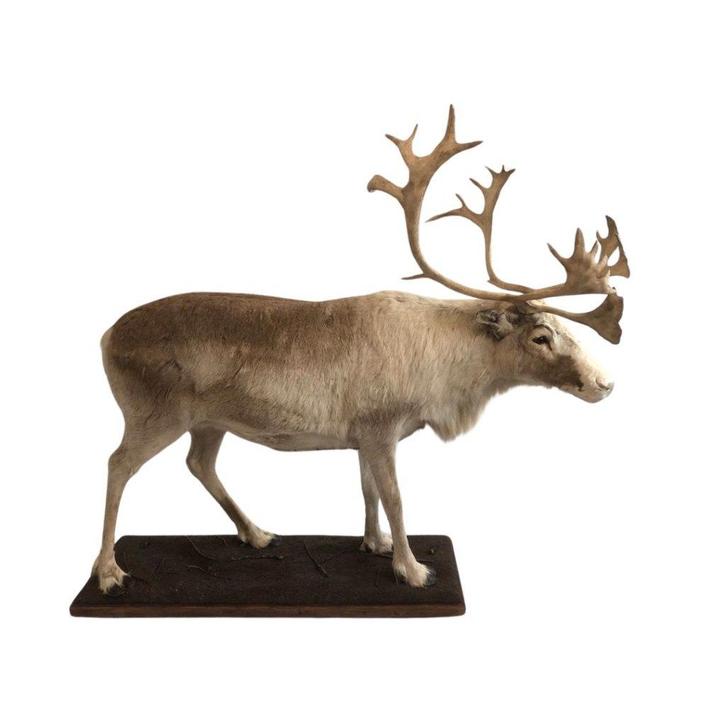 Te koop: Opgezet rendier, Verzamelen, Dierenverzamelingen, Nieuw, Opgezet dier, Wild dier, Ophalen of Verzenden