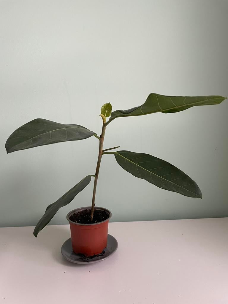 Ficus benghalensis, ook bekend als de Banyan vijg, Ophalen, Ficus, Halfschaduw, Minder dan 100 cm