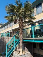 Palmboom, Ophalen of Verzenden, Gehele jaar, Volle zon