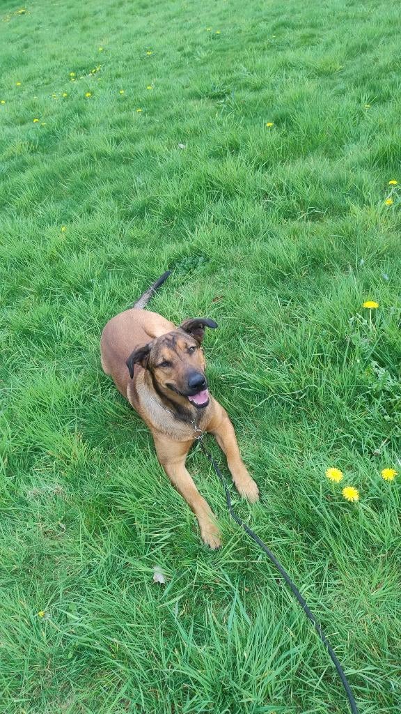 Labrador x Mechelse herder, Dieren en Toebehoren, 1 tot 2 jaar, Parvo, Eén hond, Nederland