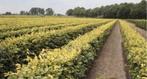 ‼️AKTIE‼️ Haagbeuken & Beukenhagen, Ophalen of Verzenden, Halfschaduw, Overige soorten, 100 tot 250 cm