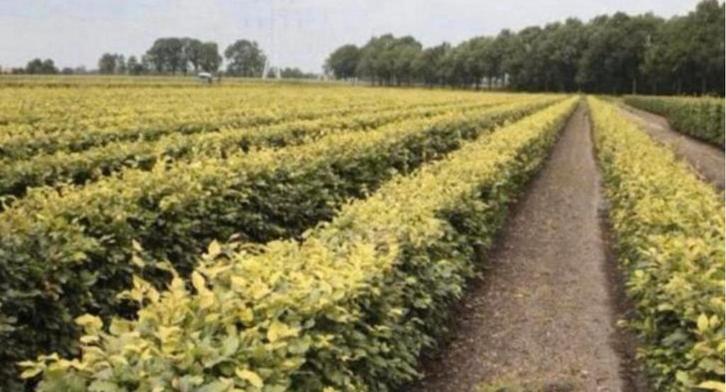 ‼️AKTIE‼️ Haagbeuken & Beukenhagen, Tuin en Terras, Planten | Bomen, Overige soorten, 100 tot 250 cm, Halfschaduw, Ophalen of Verzenden