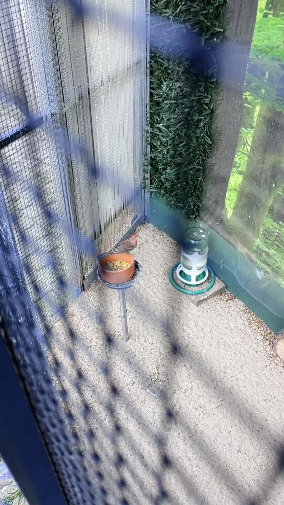 Mooie mexicaanse roodmus man, Dieren en Toebehoren, Vogels | Overige Vogels, Mannelijk, Geringd