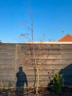 Ruwe berk ong 3 meter, Tuin en Terras, Planten | Bomen, Ophalen, Bloeit niet, Volle zon, Overige soorten