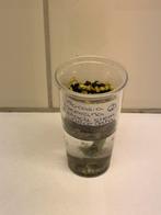 Alocasia zebrina black stem variegata corm (2), Ophalen of Verzenden, Halfschaduw, Minder dan 100 cm