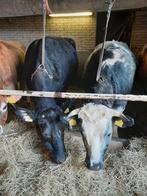 2 drachtige vaarzen, Vrouwelijk