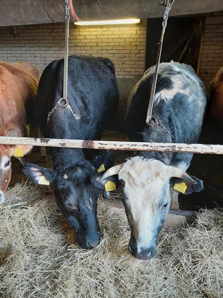 2 drachtige vaarzen, Dieren en Toebehoren, Runderen, Vrouwelijk