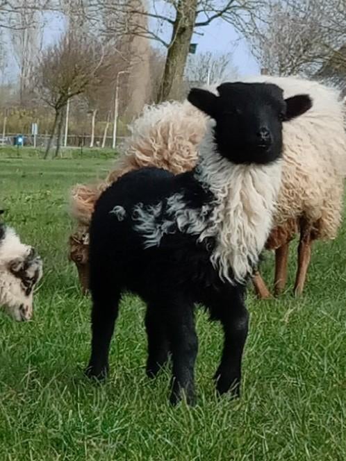 Skudde ooi met ram lam, Dieren en Toebehoren, Schapen, Geiten en Varkens, Meerdere dieren, Schaap