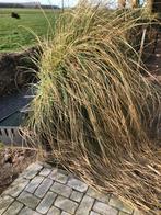 Gratis grote pol pampasgras, Ophalen of Verzenden, Overige soorten, Volle zon