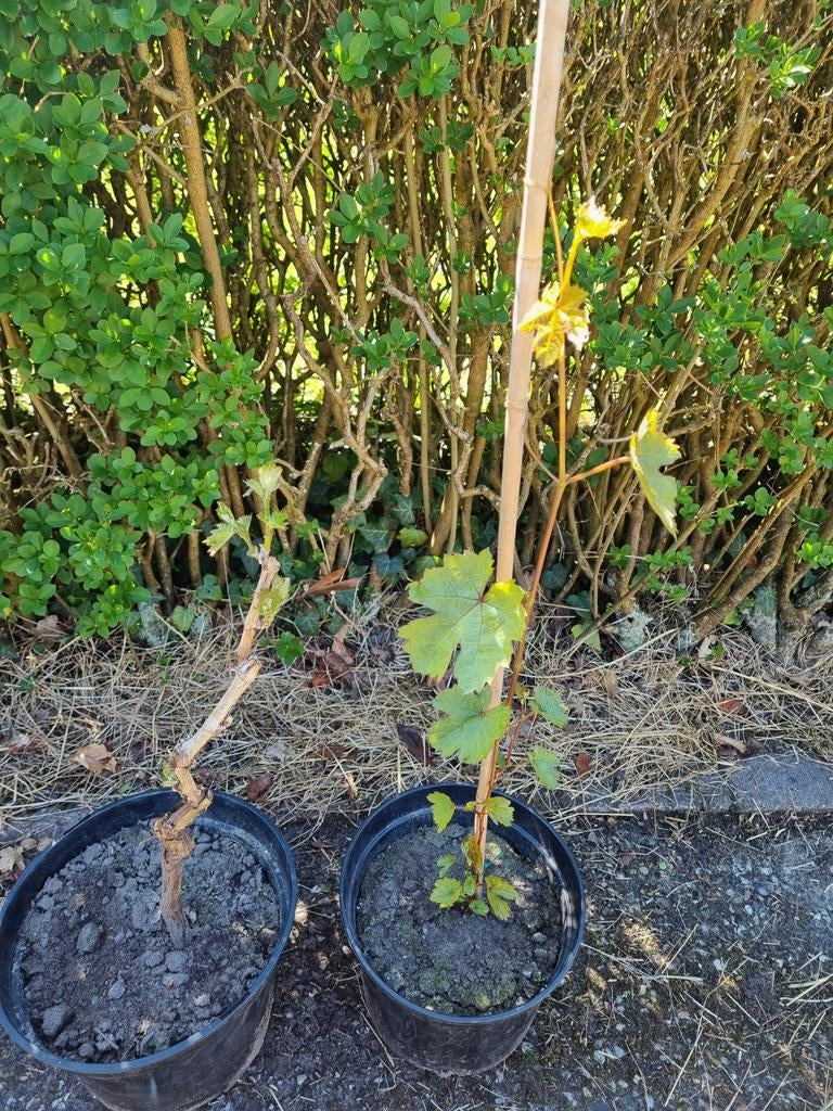 Blauwe druivenplant in pot, Ophalen, Minder dan 100 cm, Overige soorten, In pot