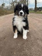 Miniature Australian / american Shepherd pups met stamboom, 8 tot 15 weken, Meerdere, Meerdere dieren, Herder