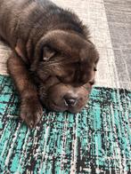 Honden sharpei chinese, Dieren en Toebehoren, Nederland, Handelaar, 8 tot 15 weken, Meerdere dieren