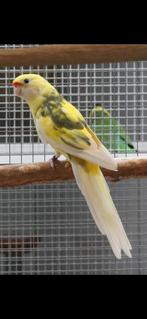 ZOEK koppel bonte strogele rosella's, Dieren en Toebehoren, Vogels | Parkieten en Papegaaien, Meerdere dieren, Parkiet, Geringd