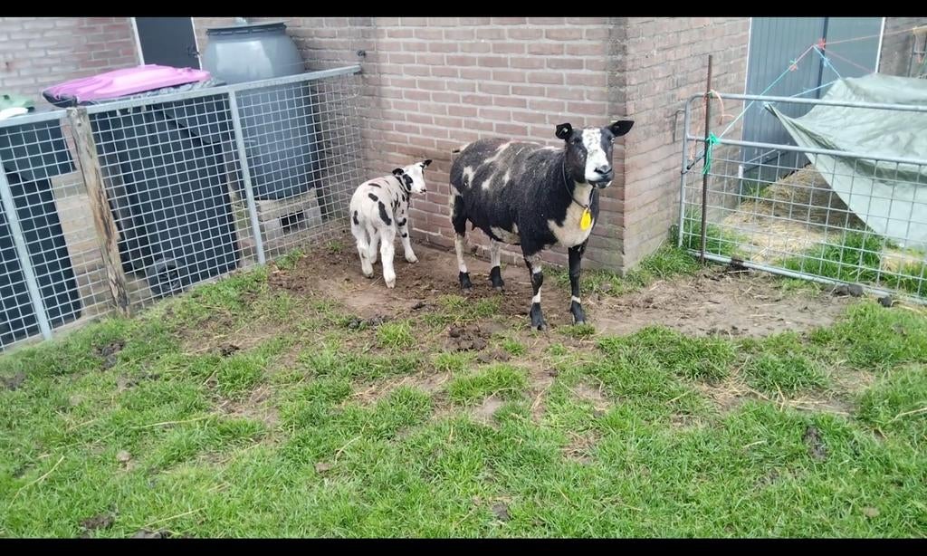 Te Koop Schapen., Meerdere dieren, Schaap