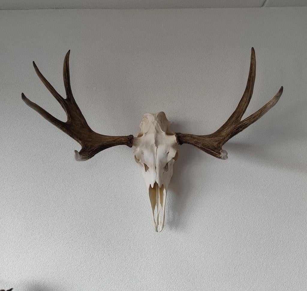 Eland schedel gewei hert elandgewei, Ophalen, Hert, Gewei of Kop