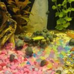 Blauwe appelslak, Dieren en Toebehoren, Slak of Weekdier, Zoetwatervis