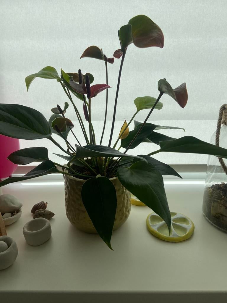 Kamerplant, Huis en Inrichting, Kamerplanten, Ophalen, Halfschaduw, Minder dan 100 cm