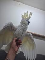 Middel geelkuifkaketoe, Dieren en Toebehoren, Vogels | Parkieten en Papegaaien, Mannelijk, Papegaai, Geringd