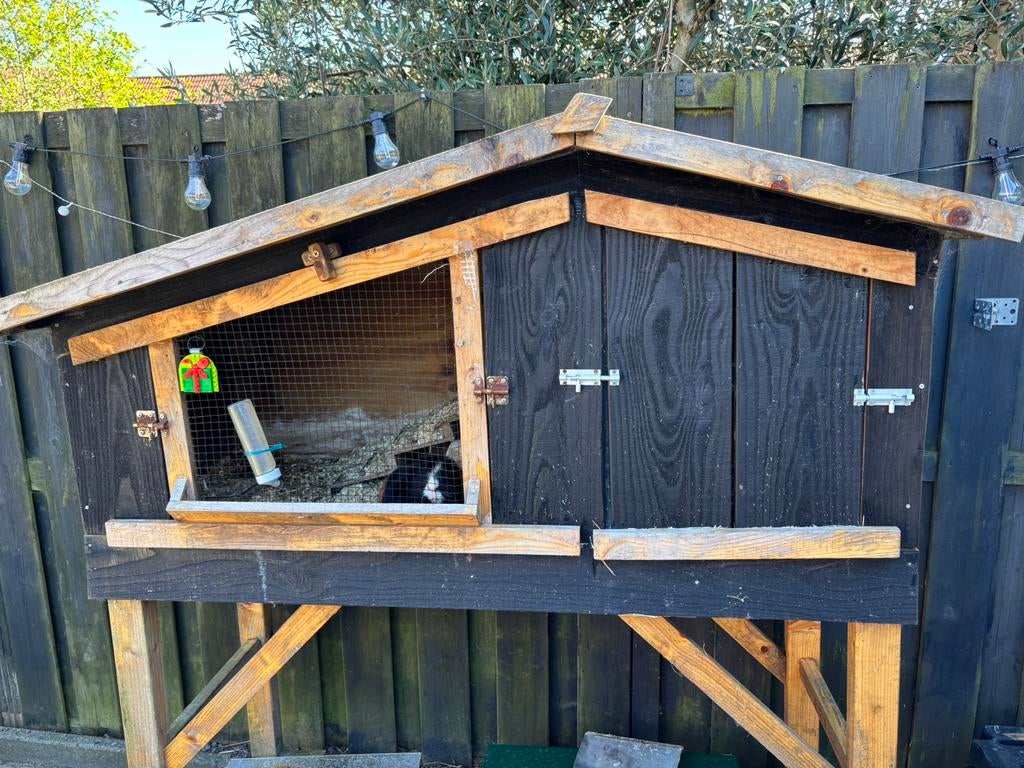 Te koop cavia inclusief hok, Dieren en Toebehoren, Knaagdieren en Konijnen | Hokken en Kooien, Minder dan 60 cm, Ophalen of Verzenden