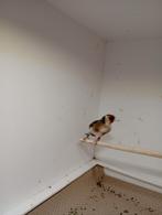 Bloemputter te koop, Dieren en Toebehoren, Vogels | Kanaries