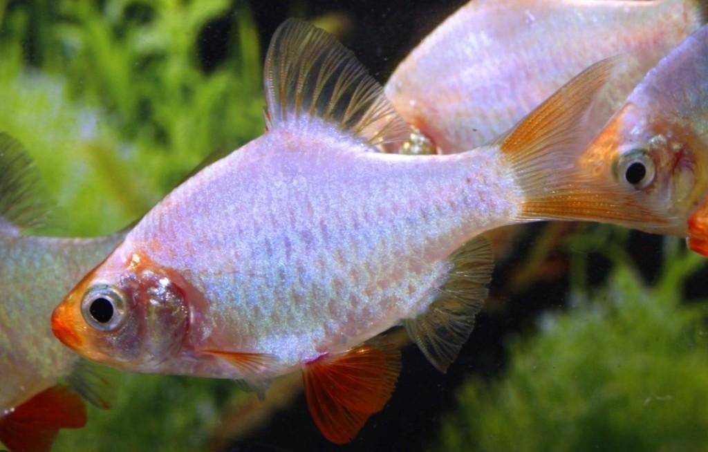 Platinum Sumatraan - Barbus tetrazona - Koidream Valburg, Vis, Zoetwatervis, Schoolvis